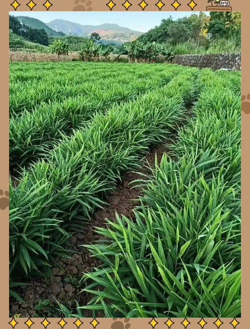 科学种植:农作物最佳种植时机解析与策略
