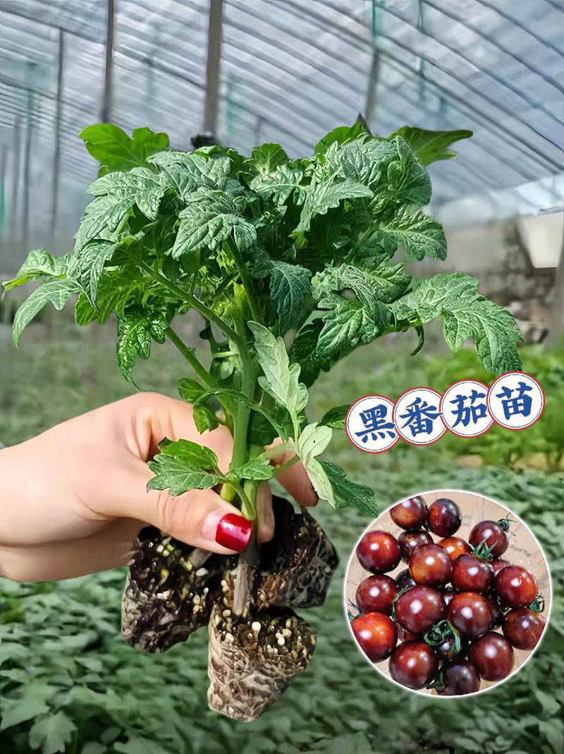 陶子三农堂:黑番茄苗打包发货啦!种植小黑番苗,享受美味满满!