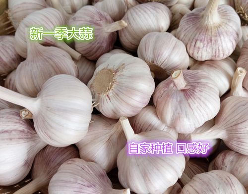 大蒜食用东北自家种植新大蒜新蒜农产品新蒜种植自家特产大蒜